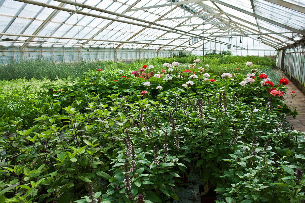 Greenhouse Nursery with Plants