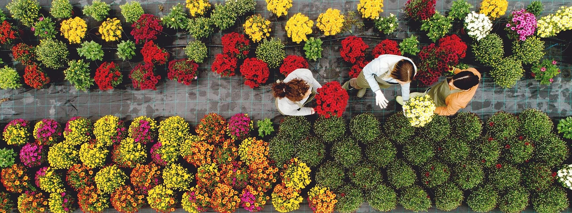 Overhead Image of Workers in Nursery